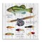 Stupell Industries Fishing Lure Diagram Wall Plaque Art Design by Janice Gaynor